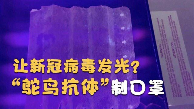 新冠病毒在紫外线下发光?日本利用鸵鸟抗体制新冠检测口罩