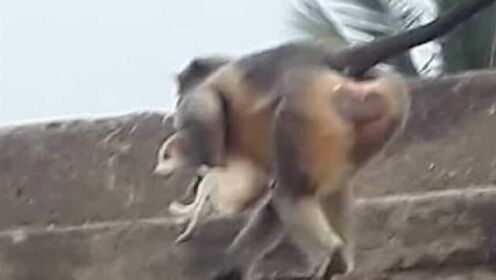 印度一群狗残杀猴幼崽，猴子为报复摔死250条狗，村民人心惶惶