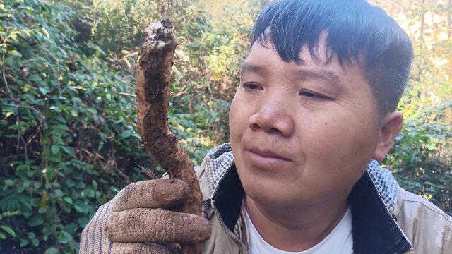 野生山药太难挖了,林哥半天时间挖8节,肚子都饿扁了