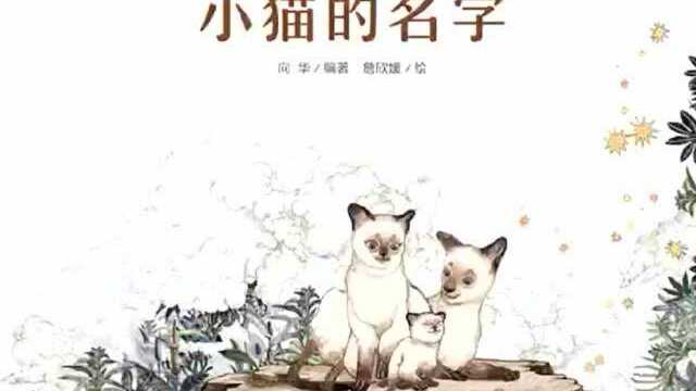 以图画讲述国学经典|《小猫的名字》为传统故事打造阅读新体验