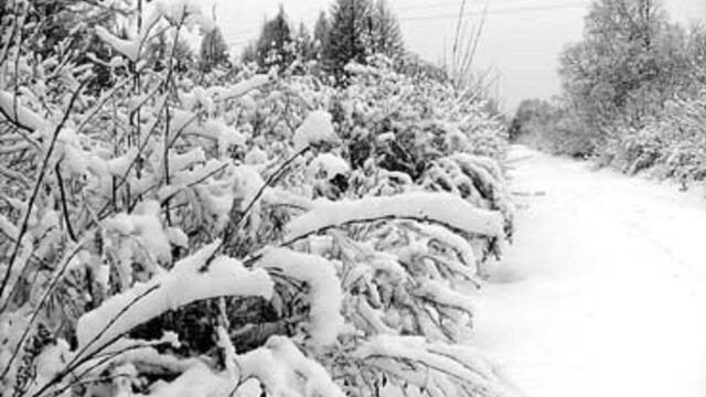 拉萨最新天气预警:大部地区有降雪天气并伴有降温