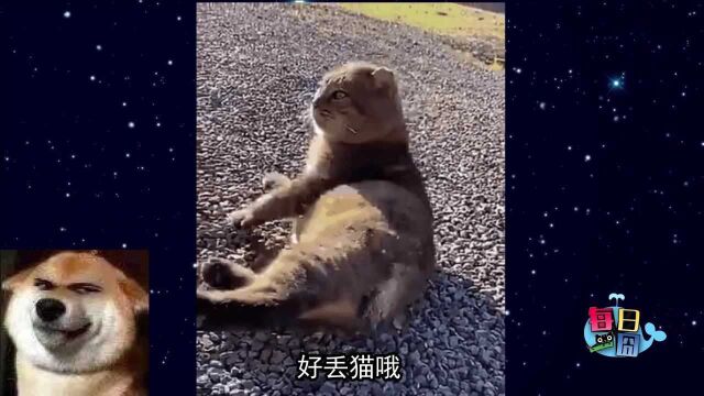 【每日一囧】猫猫的沙雕喵生…爱恨就在一瞬间~