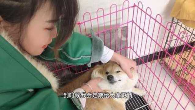 怀孕58天的母犬,性格温顺随手就能捏出各种表情包,怎么撸都不腻