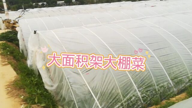 冬季这样架空心菜大棚!年前年后都有菜卖,你说赚不赚钱