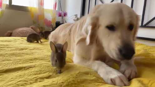 3小兔子和金毛寻回犬-惊人的友谊