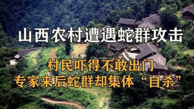 山西农村遭遇蛇群攻击,村民不敢出门,专家来后蛇群集体“自杀”