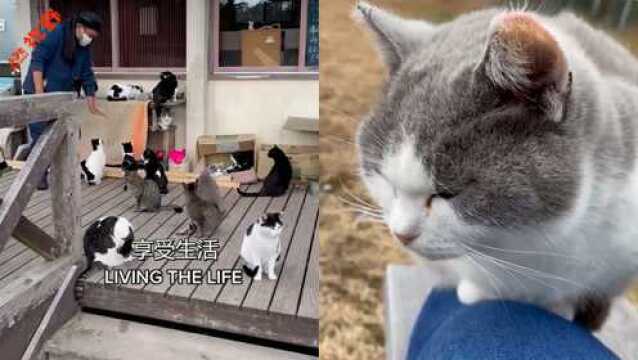 猫奴的天堂!日本的“猫奴岛”,无论走到哪里都会偶遇小猫咪!