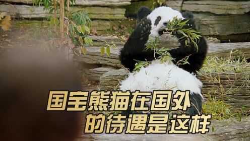 国宝熊猫在国外的待遇是这样的