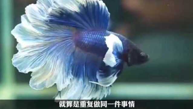 鱼的记忆真的只有7秒吗?答案超乎你想象