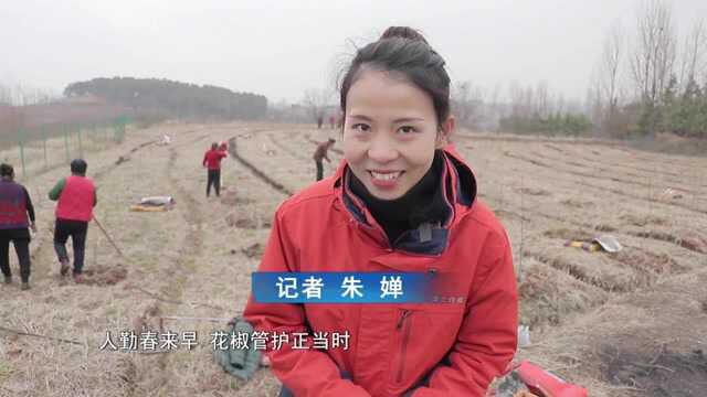 三千亩无刺花椒精管理,吃营养餐配好身材!