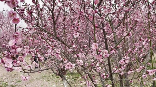 三月首日,金银湖畔梅花姹紫嫣红连成片