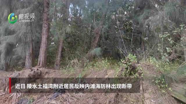 问政海南 | 陵水土福湾海防林断带仍未动工修复 当地多部门:在调查谁毁林