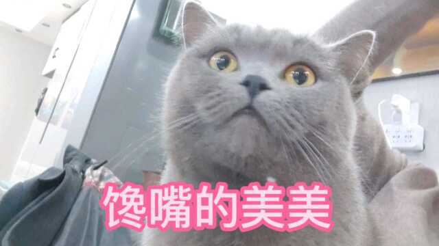 馋嘴猫美美,又又傻聪明