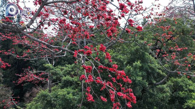 3月中旬是广州木棉花最佳观赏期,市民:心花怒放