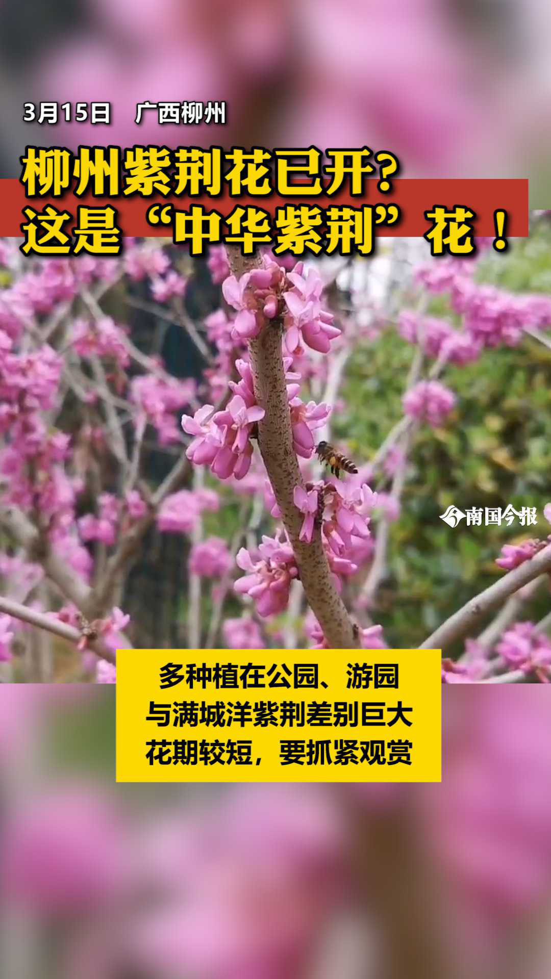 柳州紫荆花简介图片