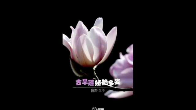 课本拓展那些花儿(转载)