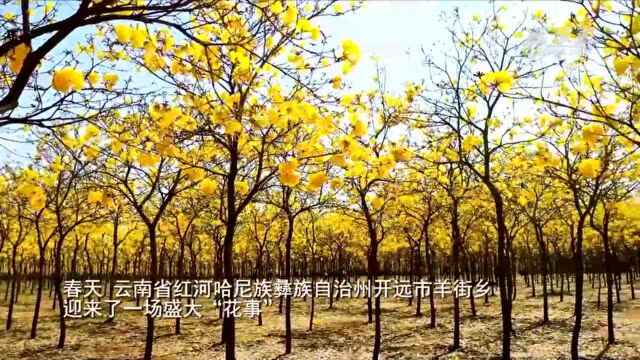 千城胜景|云南开远:黄花风铃木“金”艳登场 奏响春天的乐章