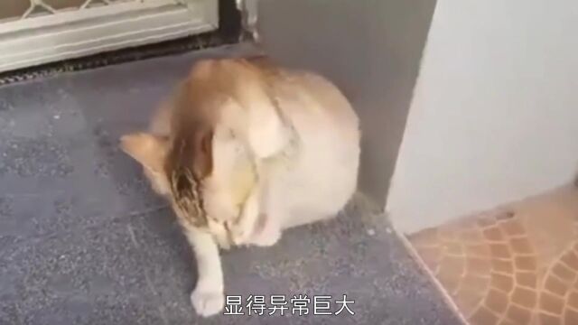 猫咪肚子肿成一个球,还以为怀孕了,带去医院一看一肚子“坏死”