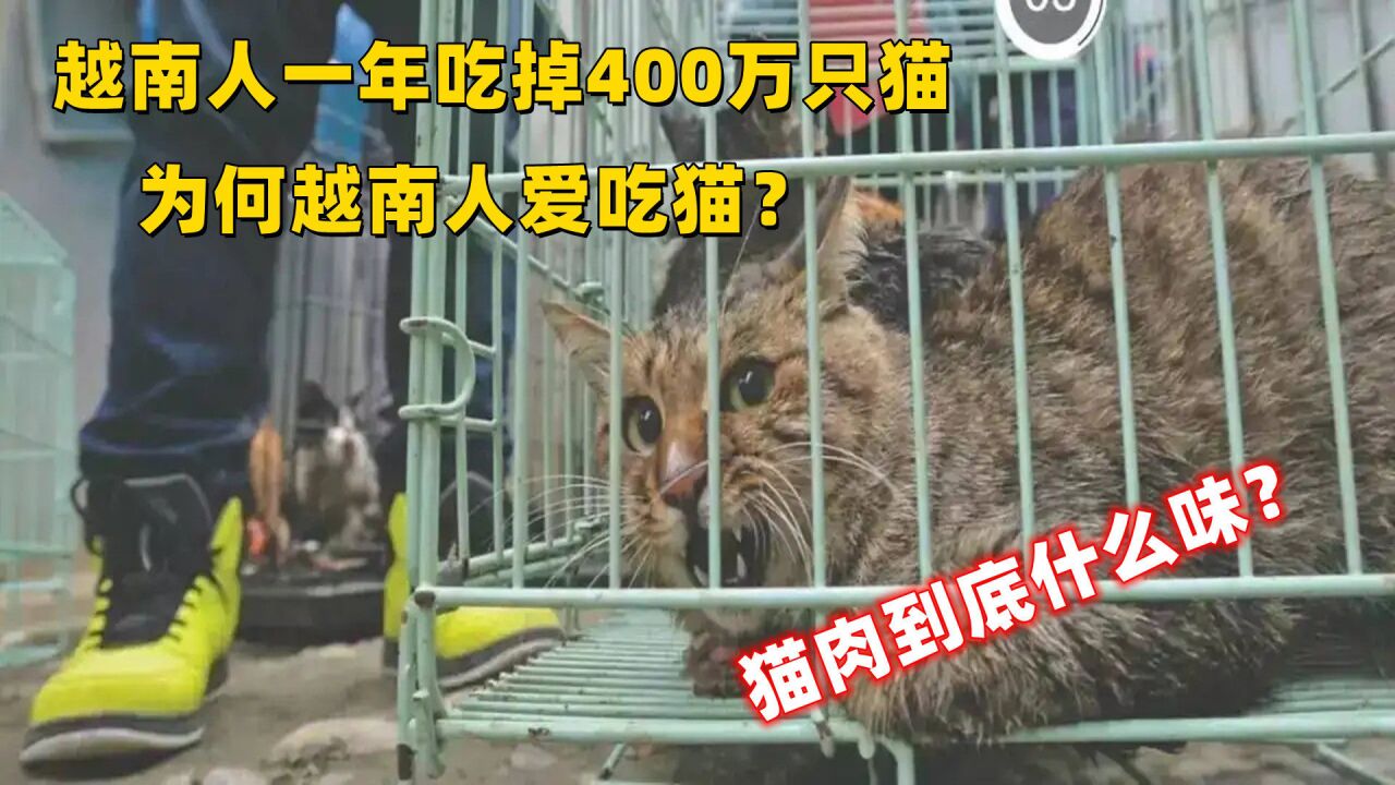 越南人一年吃掉400万只猫,为何越南人爱吃猫?猫肉到底什么味?