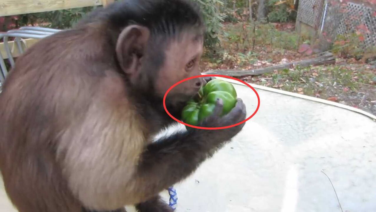 游客给猴子一个辣椒,猴子吃完当场发疯,镜头记录搞笑画面!