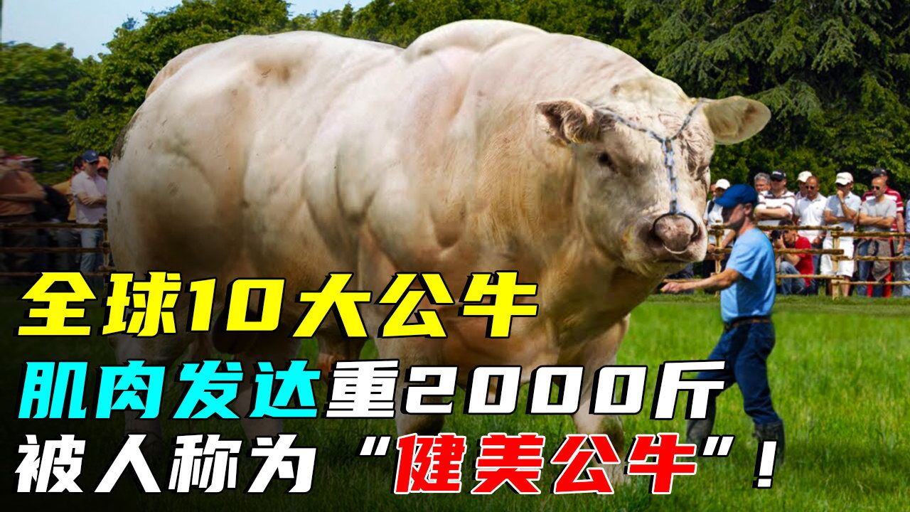 盘点10种最强壮的公牛,肌肉发达体重2000斤,堪称"健美公牛!