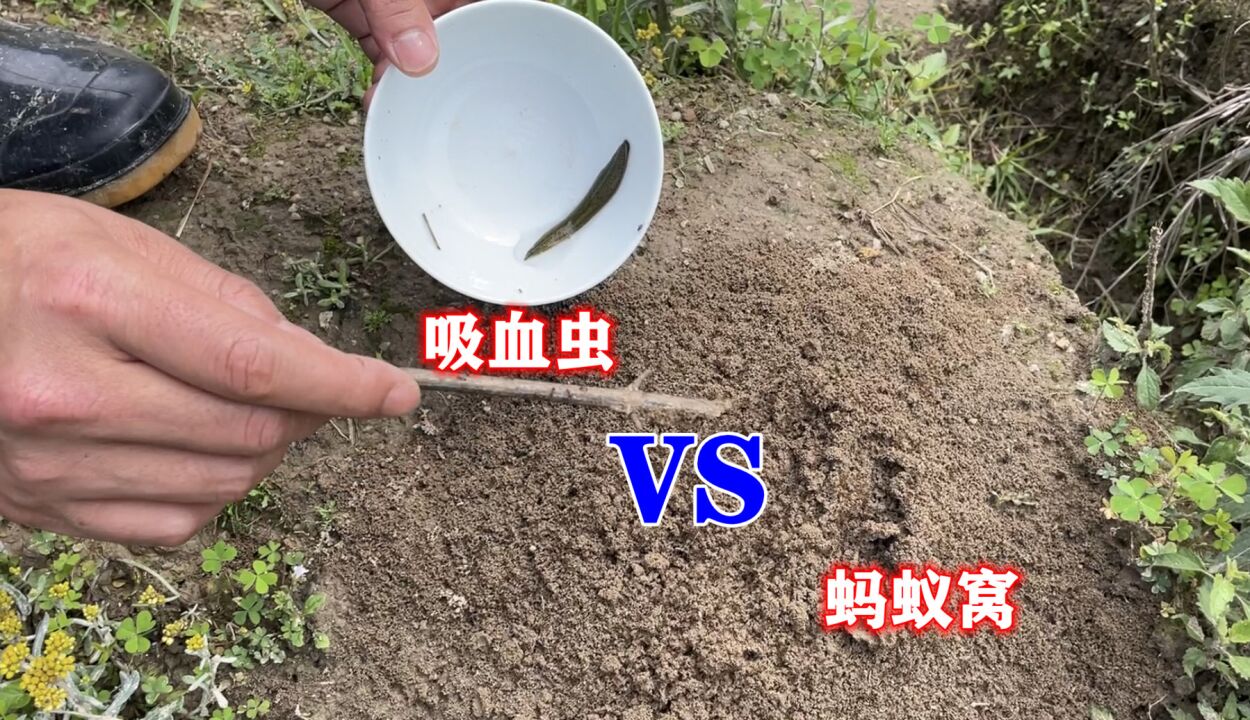 把吸血虫蚂蟥扔进蚂蚁窝,1秒种场面立马失控,结局让人大跌眼镜
