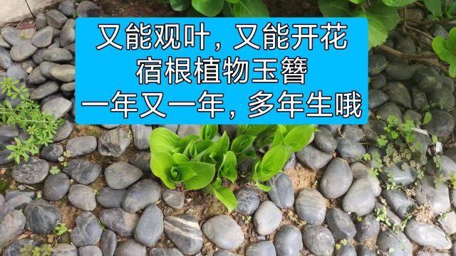 又能观叶,又会开花的低维护植物玉簪