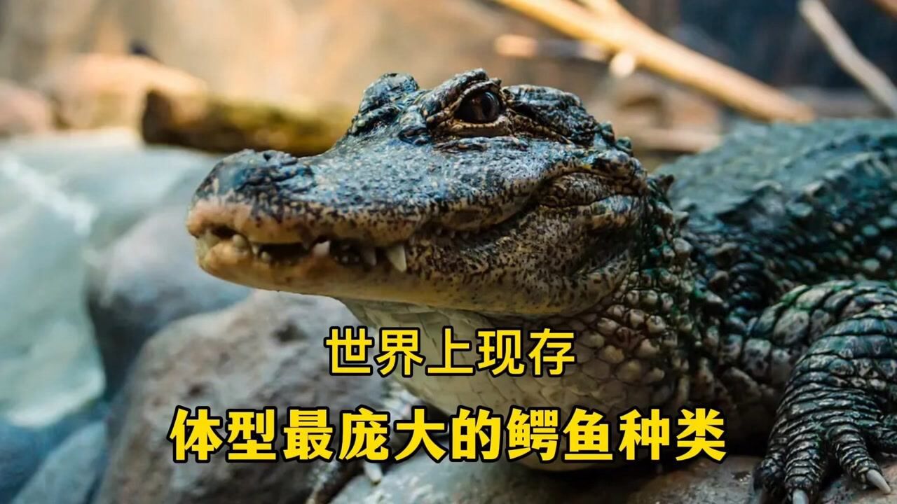 湾鳄(鳄科鳄属动物)_搜狗百科