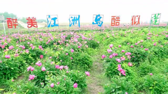 美成仙境!九江这两处的芍药最美花季已到,错过再等一年~