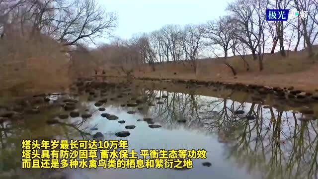 边陲小城的独特美景——“塔头墩子”