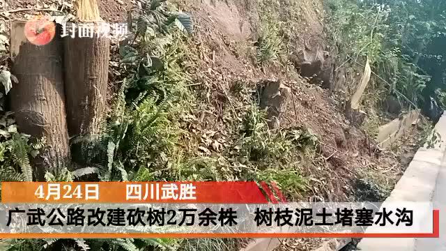 云投诉|四川广武路改建工程砍树2万余棵 树枝泥土堵塞水沟