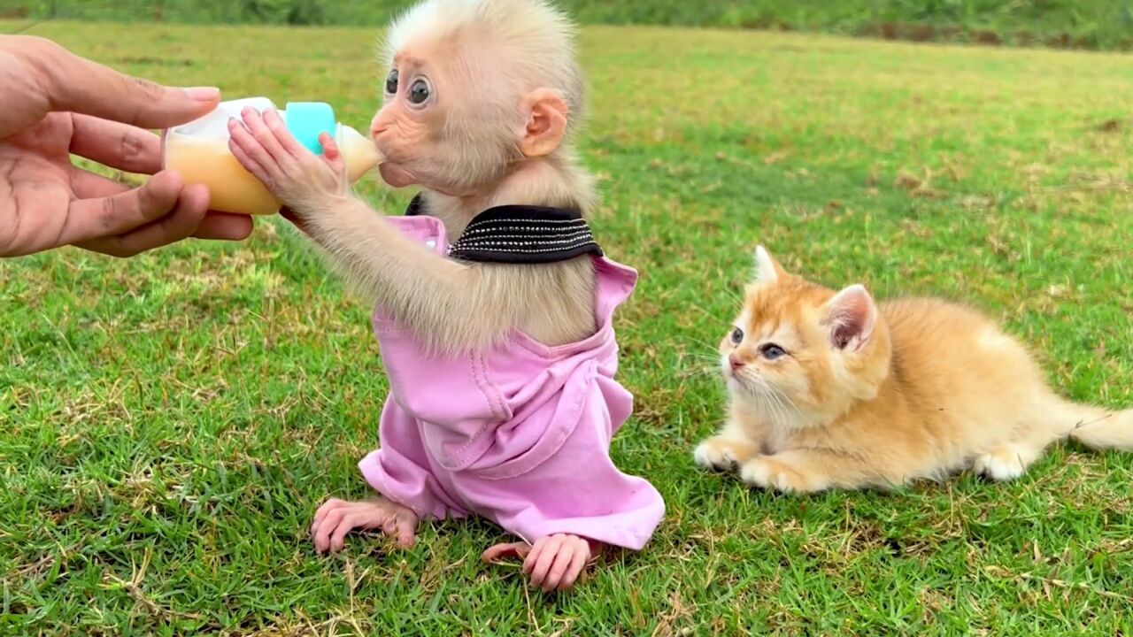 今天天气晴朗,猴子和猫咪户外玩耍,看它们相处多愉快