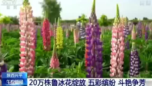 【兴平融媒】央视聚焦兴平旅游观光农业