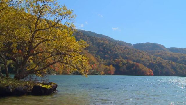 秋天树叶落叶风景 (26)