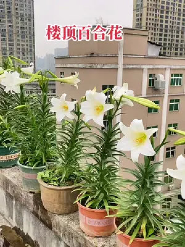 百合花开,楼顶阵阵香气,满生欢喜.…愿日子充实,可以被喜欢的事填满,百合花语:用心、就会一切顺心,520、周五愉快 #百合花开腾讯视频