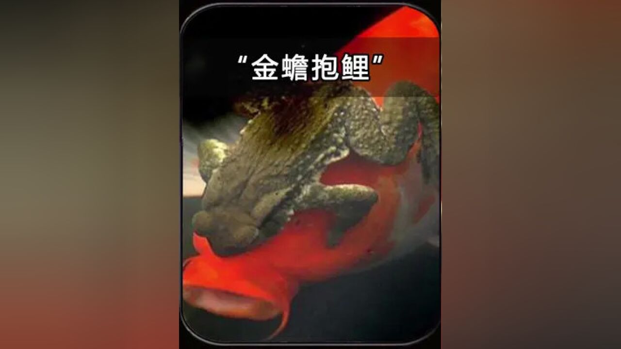 癞蛤蟆抱紧鲤鱼,并牢牢扣住鱼的眼睛,为什么会出现这种现象?
