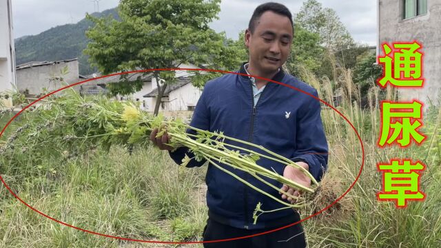 农村不起眼的植物“通尿草”,它浑身都是宝用途强大,你家乡有吗