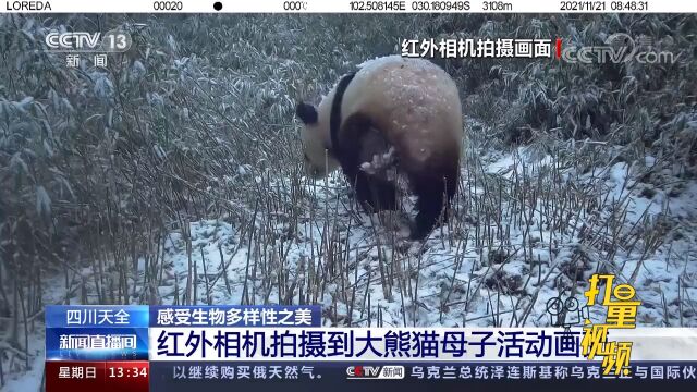 感受生物多样性之美!天全:红外相机拍摄到大熊猫母子活动画面