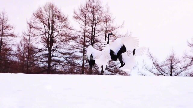 画面太唯美了,两只丹顶鹤雪中起舞,相依相伴一生缠绵