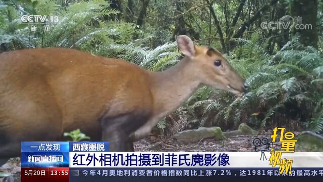 罕见!西藏墨脱红外相机拍摄到菲氏麂影像