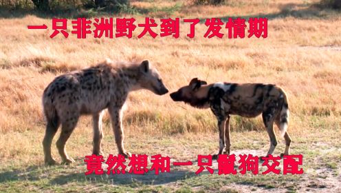 一只非洲野犬到了发情期，竟然想和鬣狗交配，动物界社交牛碑症
