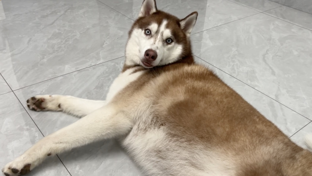 哈士奇:听我说,谢谢你全家!