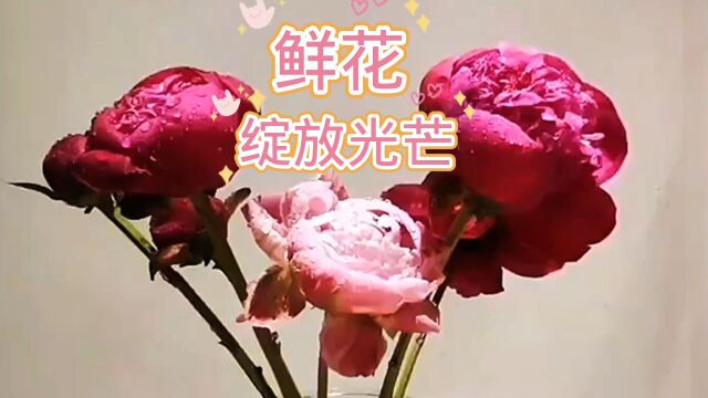 今日鲜花欣赏,鲜花绽放光芒万丈