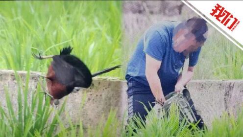 观鸟爱好者意外拍下彩鹮被猎杀过程 7人涉嫌猎杀国家一级保护动物被抓