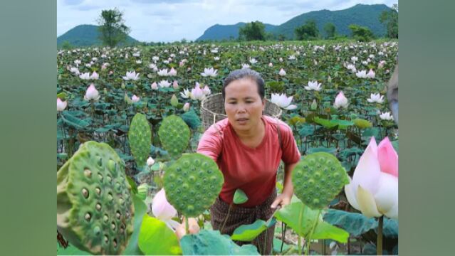 胖大婶在野外收获了许多莲蓬,回家做的却是菠萝蜜焖鸭,真的好吃