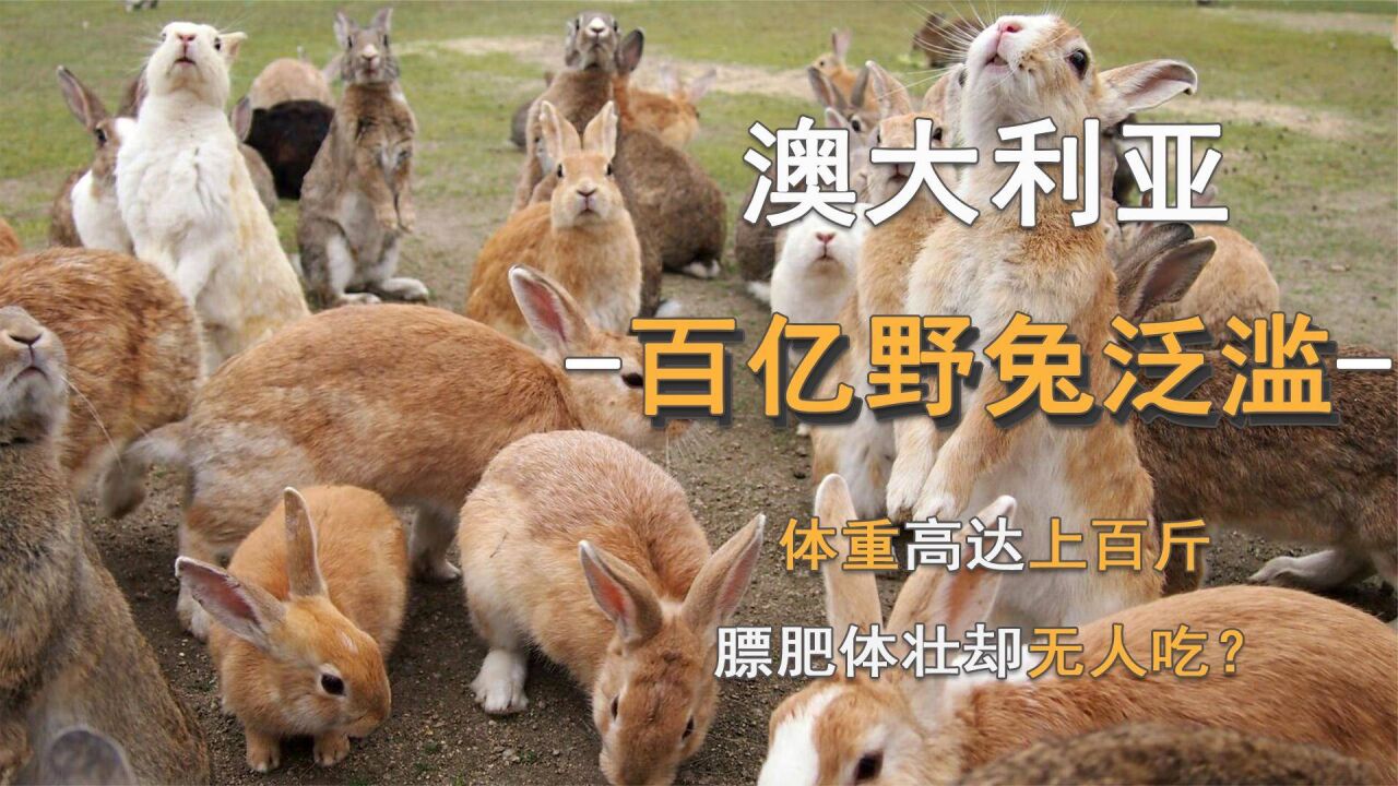 澳大利亚百亿野兔泛滥,体重高达上百斤,膘肥体壮却无人吃?