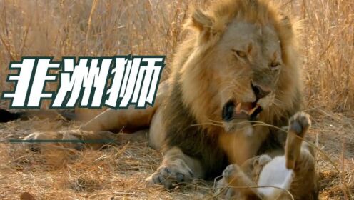 非洲狮称霸草原，幼狮死亡率却高达80%，被大狮子吃掉