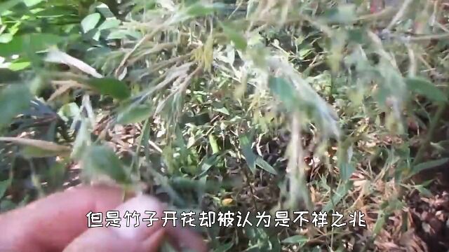 竹子开花,赶快搬家!竹子开花真的是不祥之兆吗?