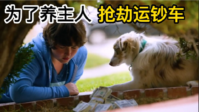 牧羊犬為了養主人,竟然搶劫運鈔車,這樣的狗狗成精了吧