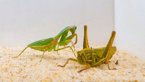 圆盾螳螂 vs 巨型棉蝗，国区野外最强蝗虫上线！
